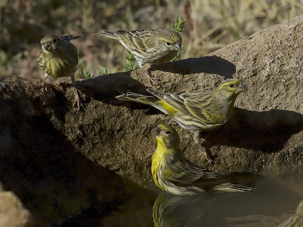 Keltahemppo, European Serin, Serinus serinus